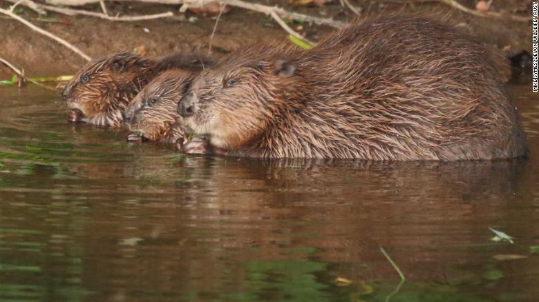 After 400 years away, England's beavers are protecting the landscape from flooding