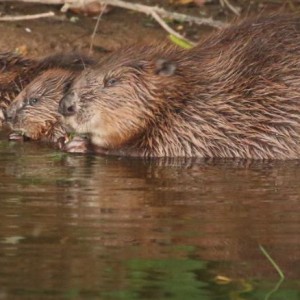 After 400 years away, England's beavers are protecting the landscape from flooding