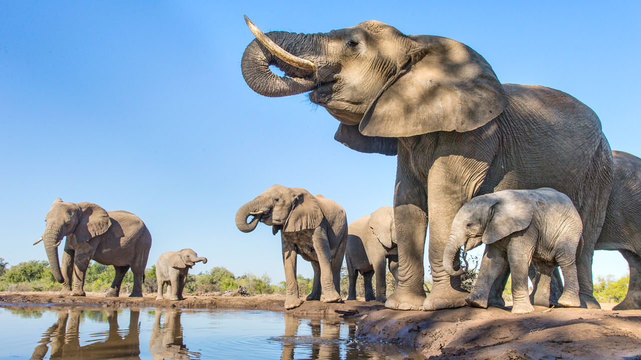 Government To Allow Elephant Hunts At The Cost Of $70,000 Per Animal Shot