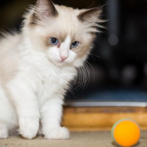 Kitten Dies After Catching Covid As Study Uncovers More Evidence Of Human-To-Cat Transmission