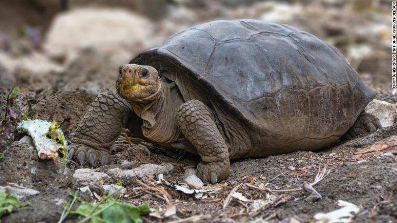 Giant Tortoise Thought Extinct 100 Years Ago Is Living In Galapagos, Ecuador Says