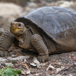 Giant Tortoise Thought Extinct 100 Years Ago Is Living In Galapagos, Ecuador Says