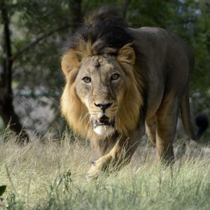 Second Lion In Indian Zoo Dies Of Covid-19 And 10 More Still Being Treated For Infection
