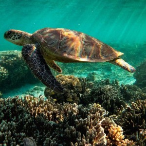 Unesco: Great Barrier Reef Should Be Listed As 'In Danger'