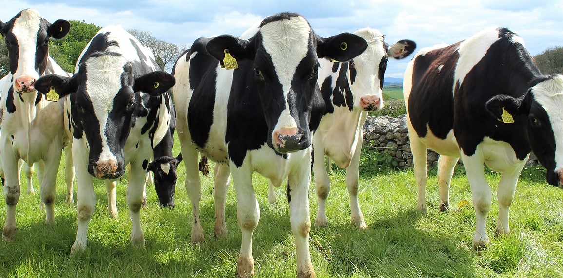 Climate Change: Zapping Cow Dung With Lightning Helps To Trap Climate-Warming Methane