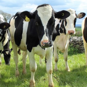 climate-change-zapping-cow-dung-with-lightning-helps-to-trap-climate-warming-methane