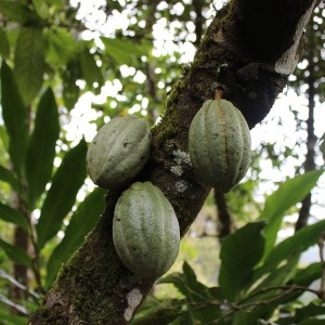 Nestle Wants To Pay Cocoa Farmers To Keep Children In School