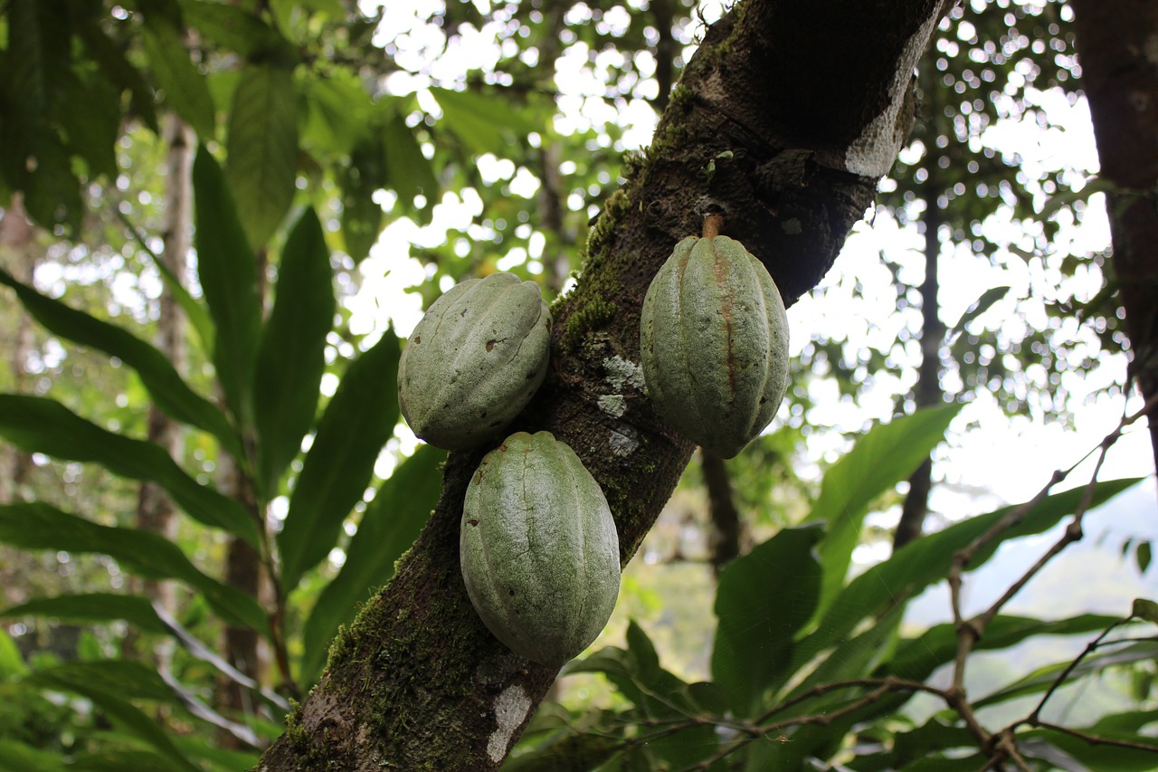 Nestle Wants To Pay Cocoa Farmers To Keep Children In School