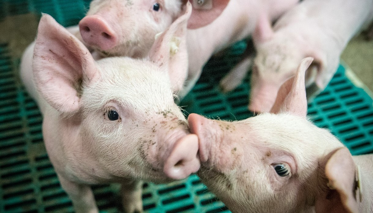 German Researchers To Breed Pigs For Human Heart Transplants- Is It 'Ethically Very Questionable'?.'