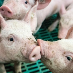 German Researchers To Breed Pigs For Human Heart Transplants- Is It 'Ethically Very Questionable'?.'