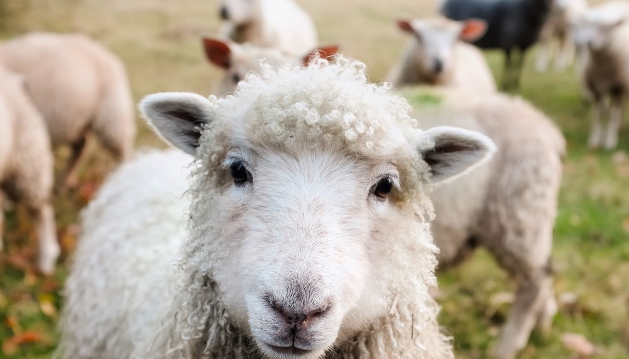 Gates Foundation And Qatar To Spend $200 Million On Climate-Adaptive Agriculture