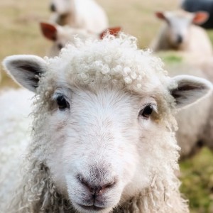 gates-foundation-and-qatar-to-spend-200-million-on-climate-adaptive-agriculture