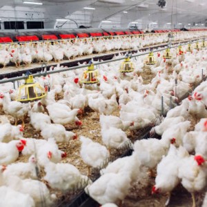 US Reports First Human Case of H5N1 Bird Flu