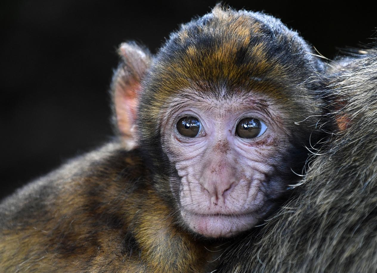 Monkeypox: Spreading Much More Within The Gay And Bisexual Community Globally -CDC