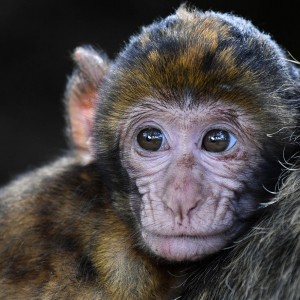 monkeypox-is-not-yet-a-health-emergency-says-who