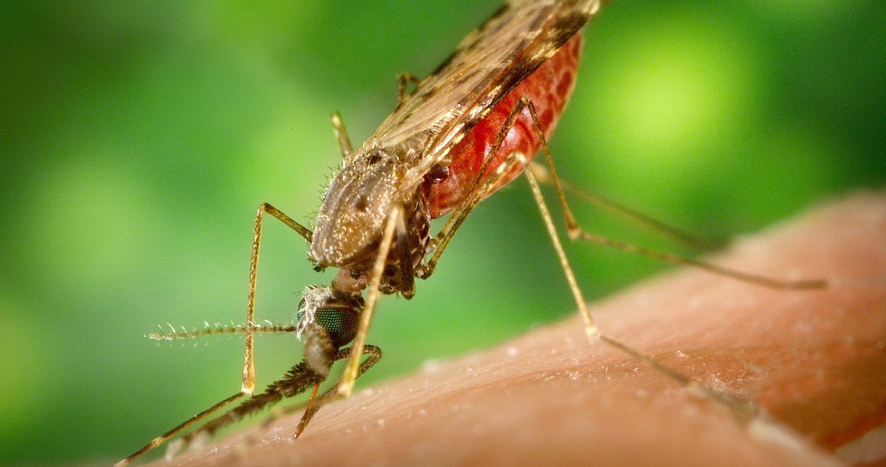 World's First Ever Malaria Shot  May Not Get To Millions Of Children Due To Lack Of Funding