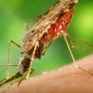 World's First Ever Malaria Shot  May Not Get To Millions Of Children Due To Lack Of Funding