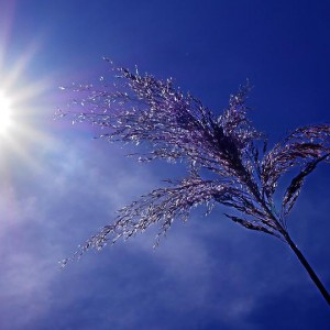 UK Heatwave: Country May Have Hottest Day On Record With 41C Forecast