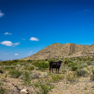 dry-pastures-force-texas-ranchers-to-slaughter-ever-more-cows