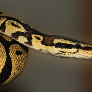 Australia: Five-Year-Old Rescued From Python By Dad And Elderly Grandad