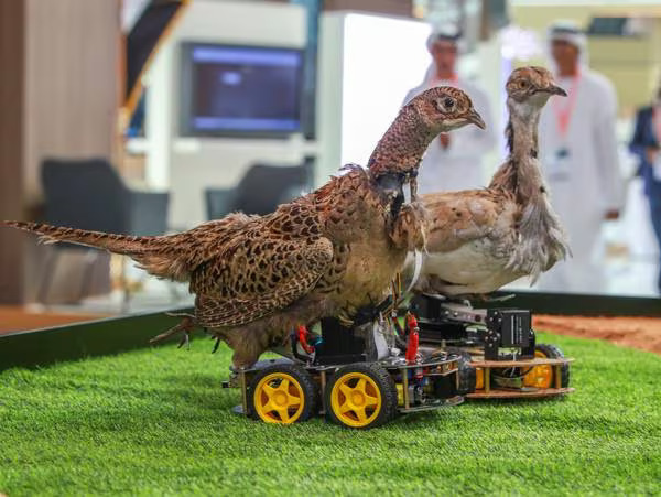 Are Robo-Birds the Key to Protecting Houbara in the UAE?