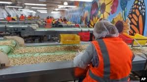 California Farmers Enjoy Pistachio Boom, with Much of it Headed to China