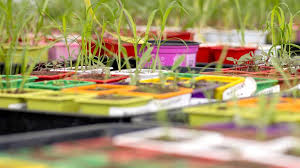 Oxford Spinout Moa Technology Seeks $40M to Tackle Superweed Crisis