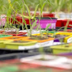 oxford-spinout-moa-technology-seeks-40m-to-tackle-superweed-crisis