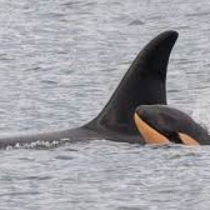 killer-whale-who-carried-dead-calf-in-show-of-grief-gives-birth-again