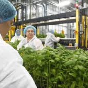 The Future of Farming; a Review of Europe's Biggest Vertical Farm